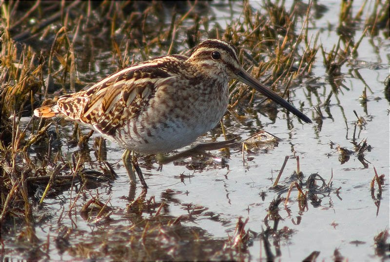 Becadell comú (Gallinago gallinago)