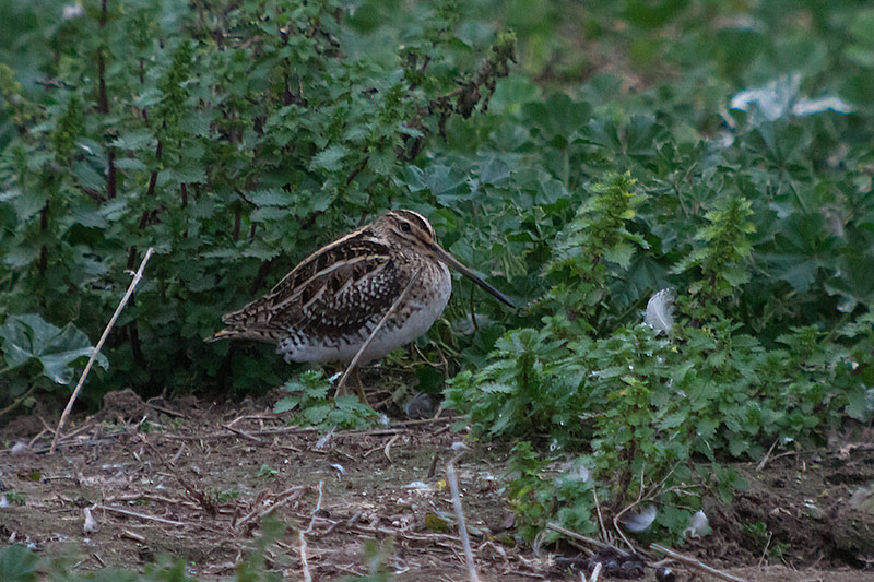 Becadell comú. Gallinago gallinago