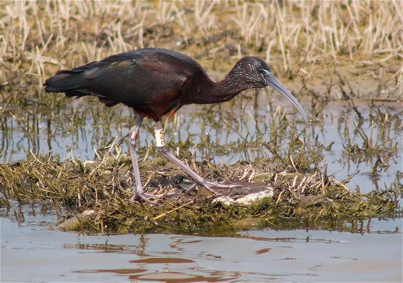 Capó reial (Plegadis falcinellus)