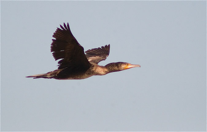 Corb marí gros (Phalacrocorax carbo)