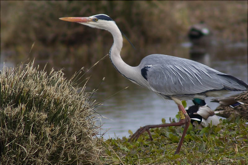 Bernat pescaire (Ardea cinerea)