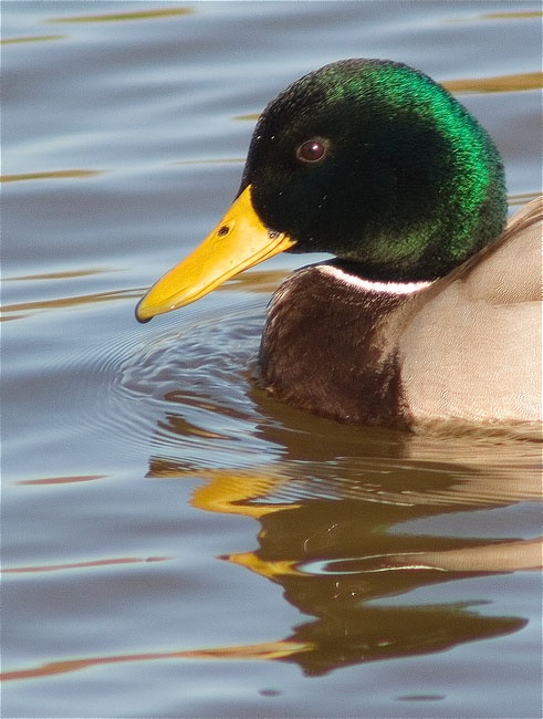 Ànec collverd (Anas platyrhynchos)