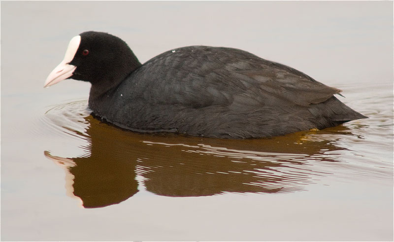 Fotja (Fulica atra)