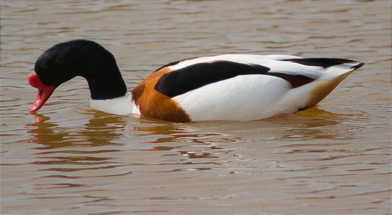 Mascle d'Ànec blanc (Tadorna tadorna)