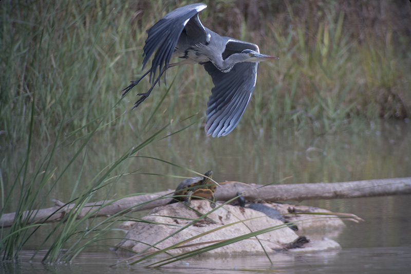 Bernat pescaire (Ardea Cinerea)