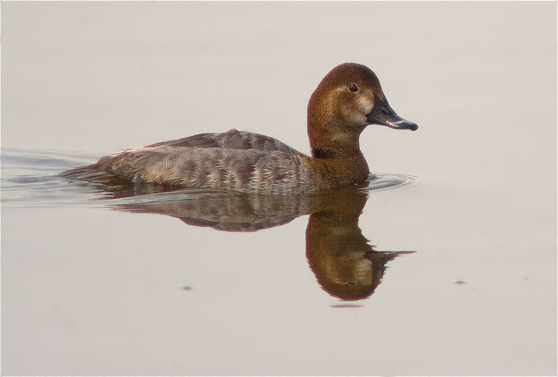 Morell de cap-roig (Aythya ferina)