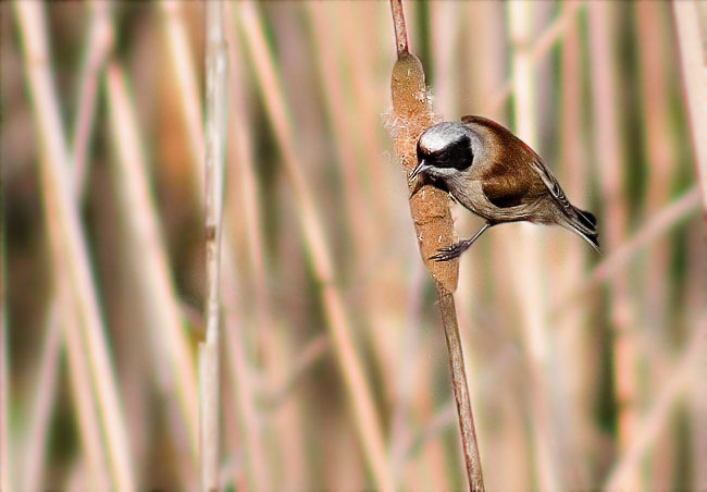 Teixidor (Remiz pendulinus)