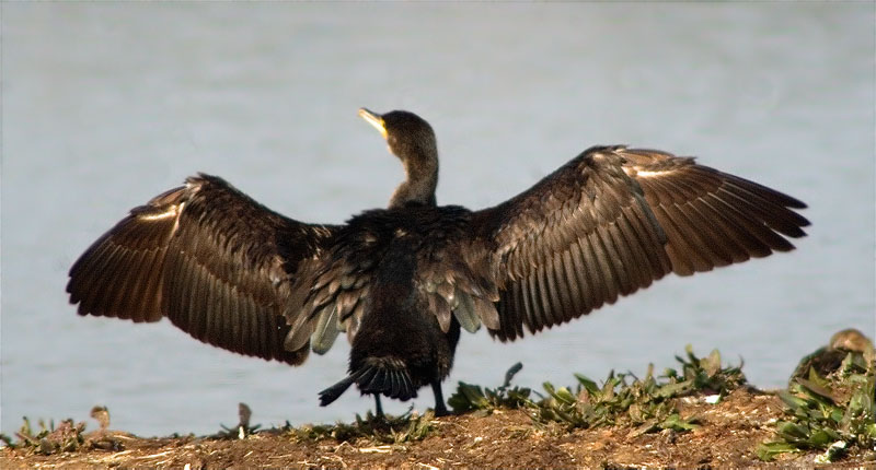 Corb marí gros (Phalacrocorax carbo)