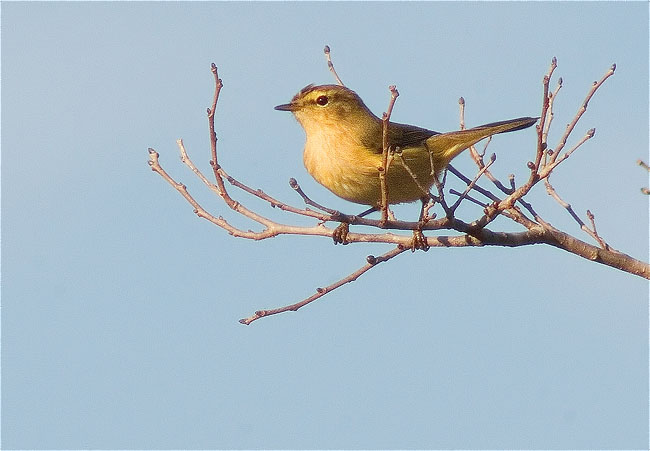 Mosquiter comú (Philoscopus collybita)