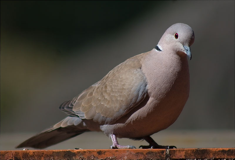 Tórtora turca (Streptopelia decaocto)