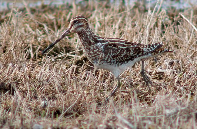 Becadell comú (Gallinago gallinago)