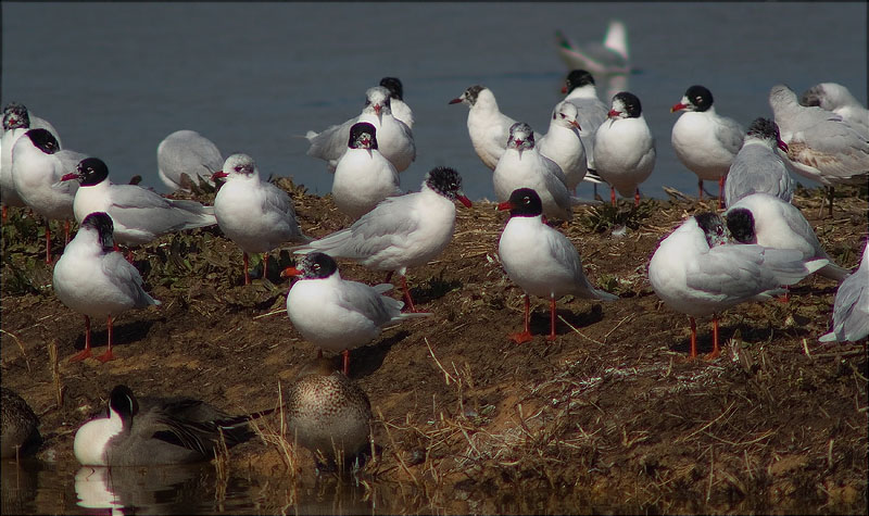 Gavina capnegre (Larus melanocephala)