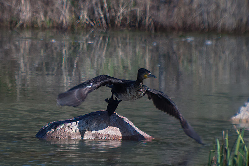 Corb marí (Phalacrocorax carbo)