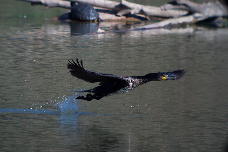 Corb marí (Phalacrocorax carbo)