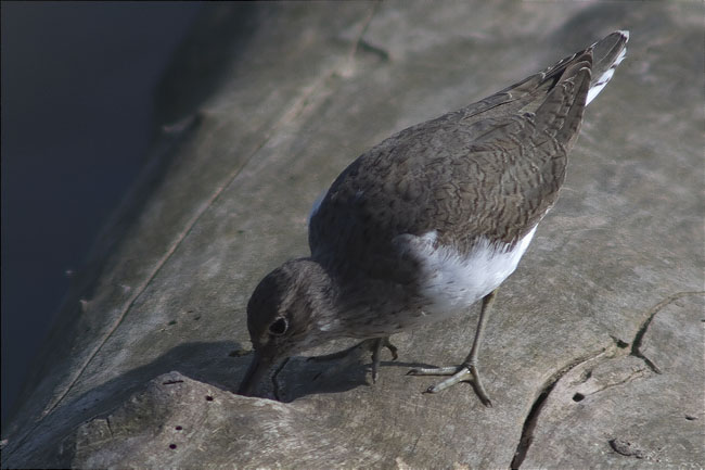 Xivitona (Actitis hypoleucos) 2/2