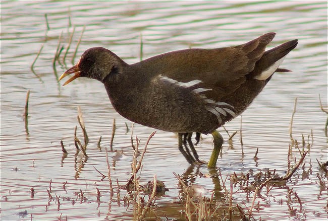 Polla d'aigua (Gallinula chloropus)