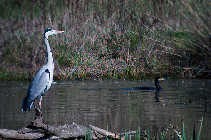 Bernat pescaire (Ardea Cinerea)