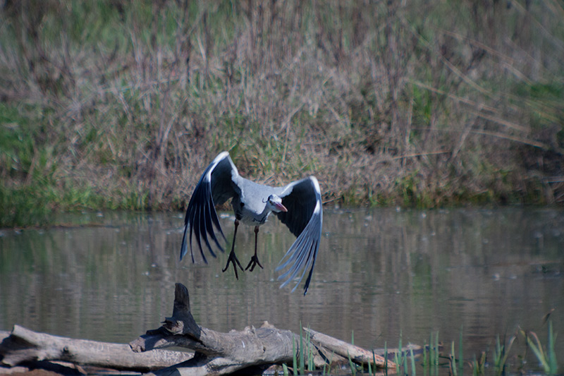 Bernat pescaire (Ardea Cinerea)