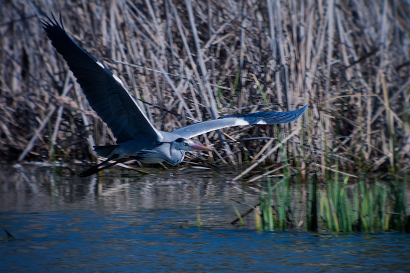 Bernat pescaire (Ardea Cinerea)