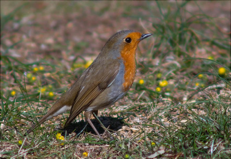 Pit roig (Erithacus rubecola)