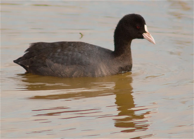 Fotja (Fulica atra)