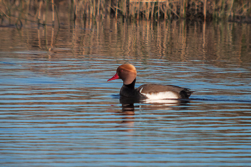 Xibec (Netta rufina). mascle