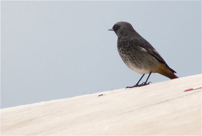 Cotxa Fumada (Phoenicurus ochruros)