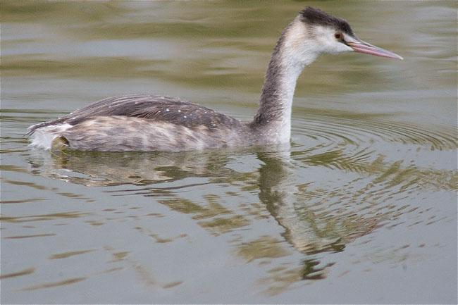 Jove de Cabussó emplomallat (Podiceps cristatus)