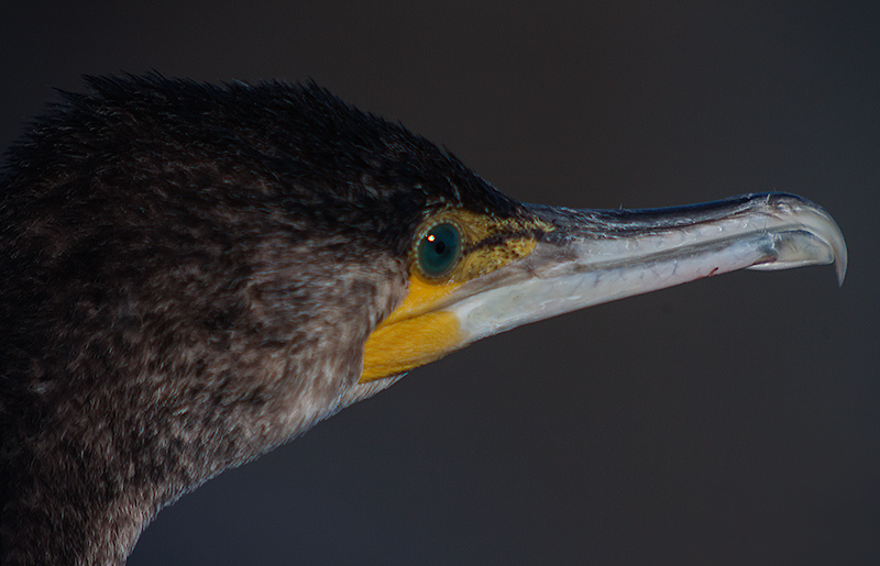 Corb marí (Phalacrocorax carbo)