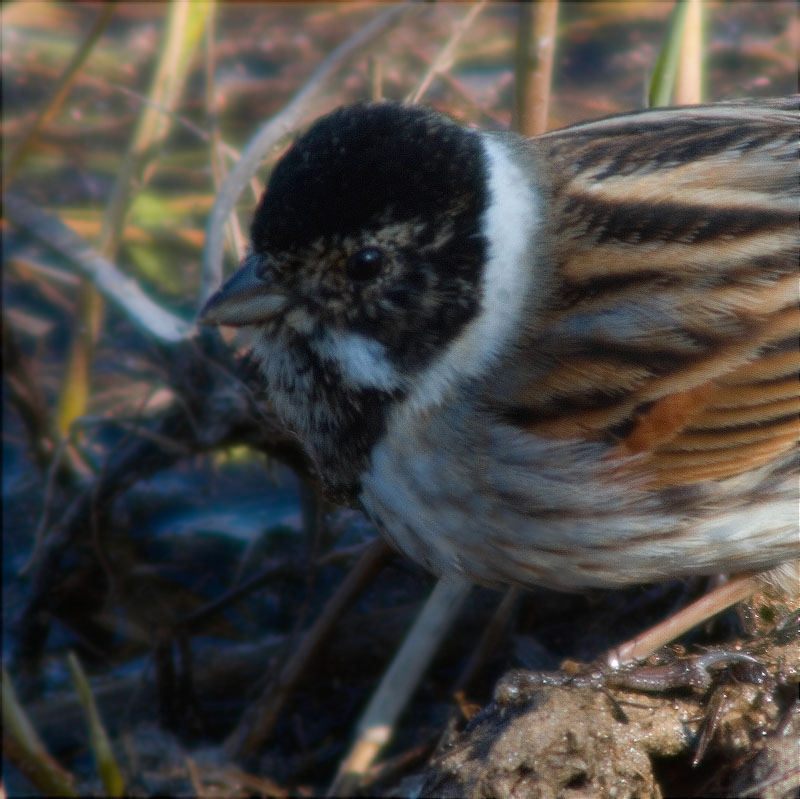 Mascle de Repicatalons (Emberiza schoeniclus)