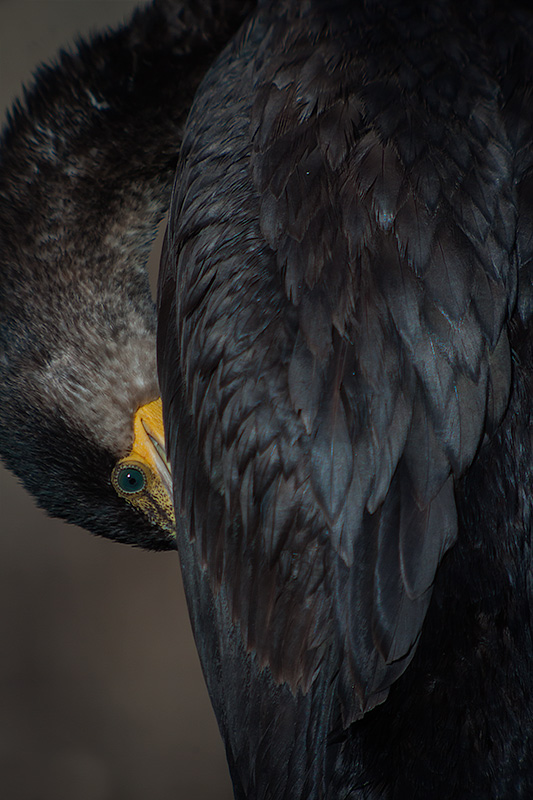 Corb marí (Phalacrocorax carbo)