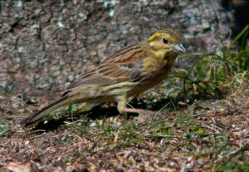 Femella de Gratapalles (Emberiza cirlus)