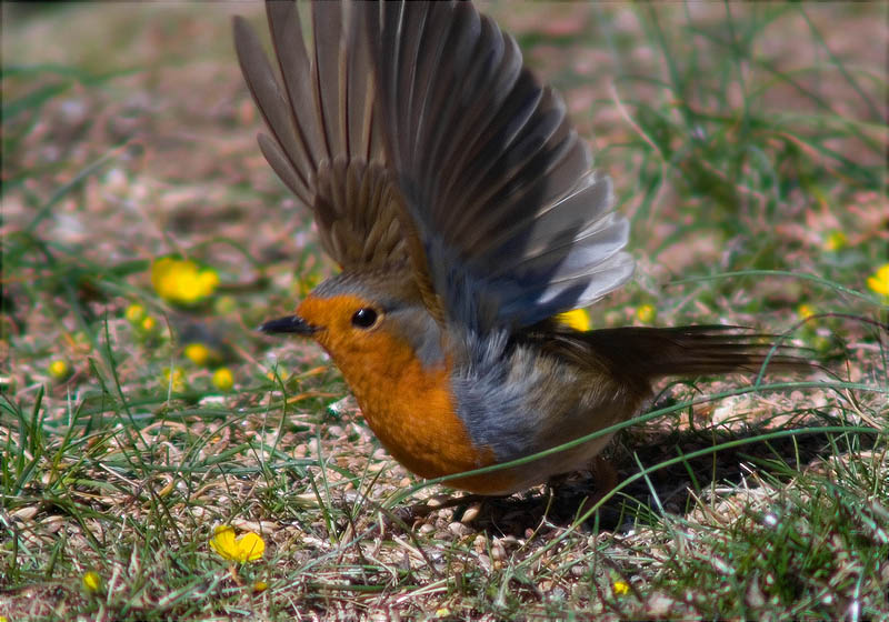 Pit roig (Erithacus rubecola)