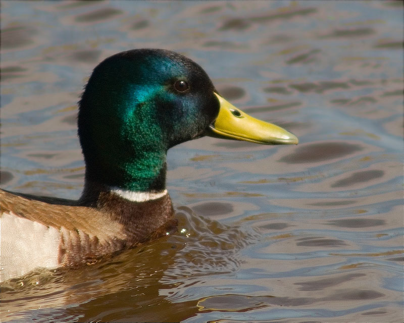 Mascle d'Ànec collverd (Anas platyrhynchos)