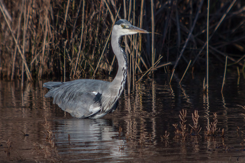 Bernat pescaire (Ardea Cinerea)