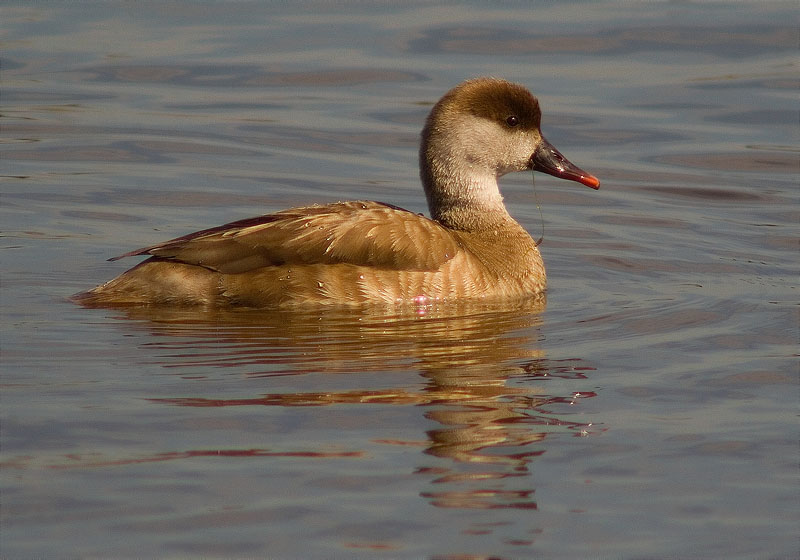 Femella de Xibec (Netta rufina)