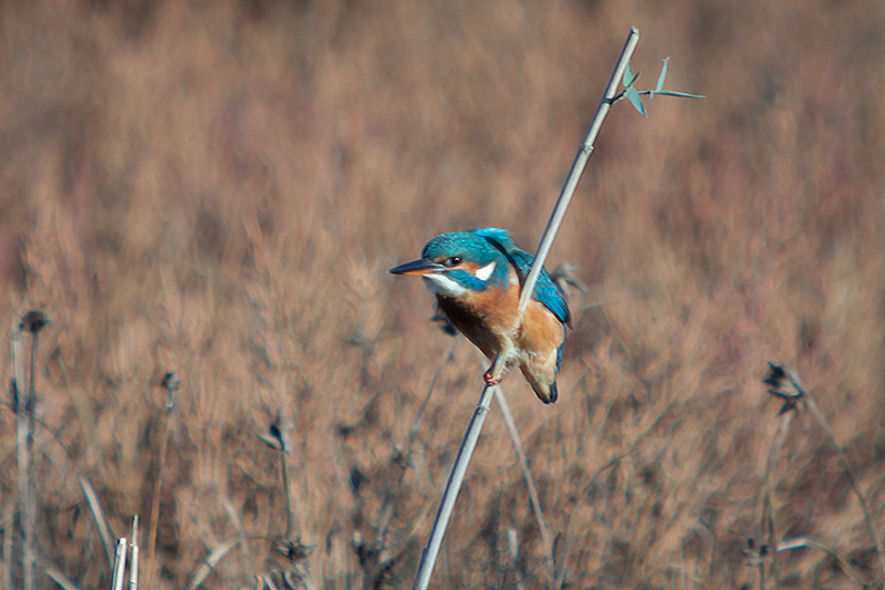 Blauet. Alcedo atthis. 2