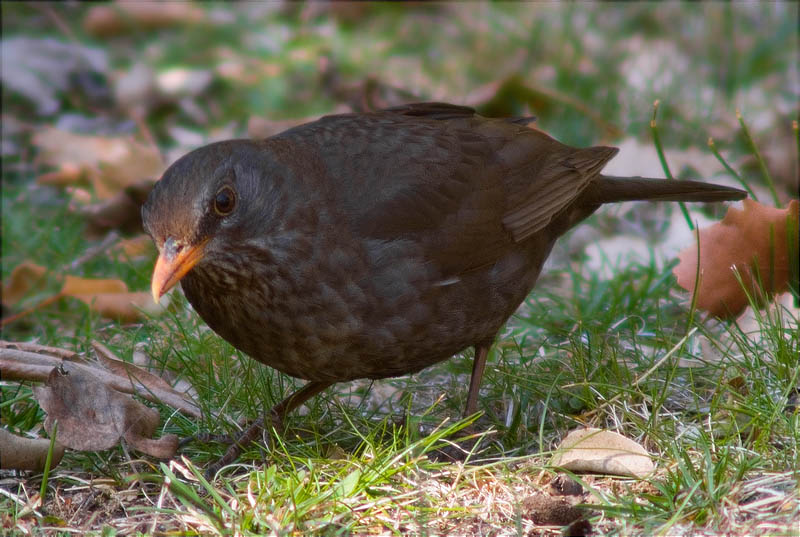 Merla (Turdus merula)