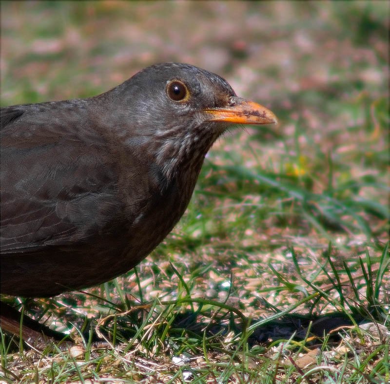 Femella de Merla (Turdus merula)