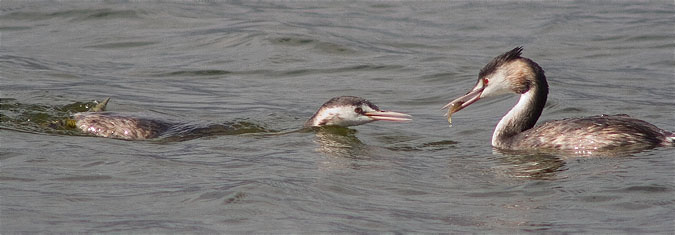 Jove de Cabussó emplomallat (Podiceps cristatus) "corrent" cap el menjar