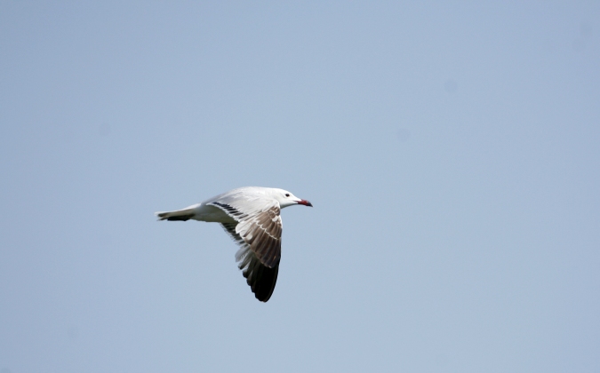 Gaviota de Audouin