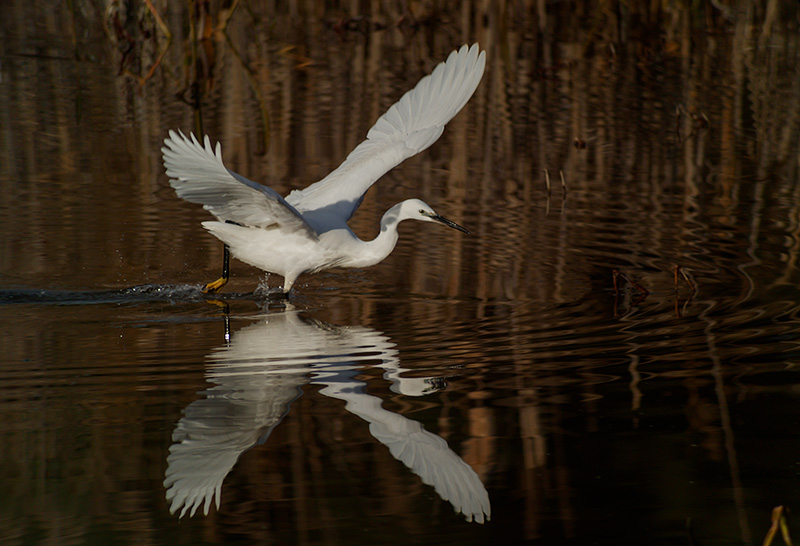 Martinet blanc (Egretta garzetta)