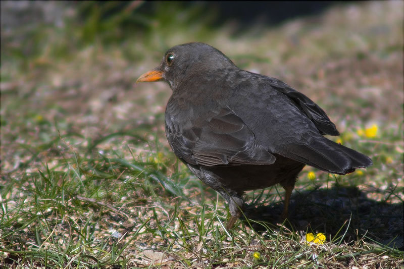 Merla (Turdus merula)