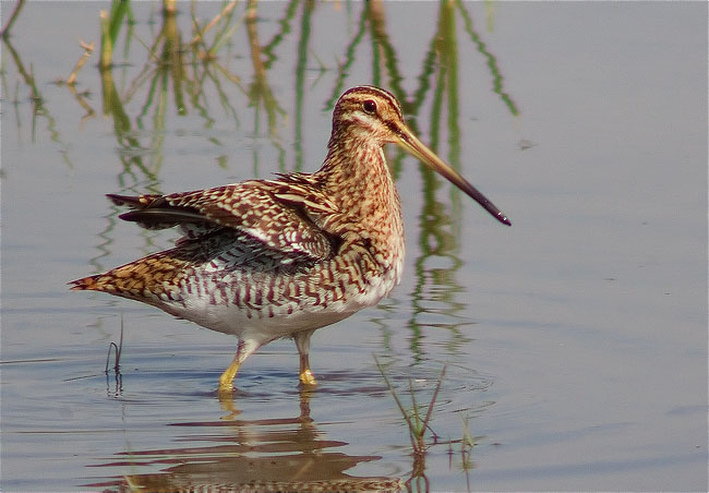 Becadell comú (Gallinago gallinago)