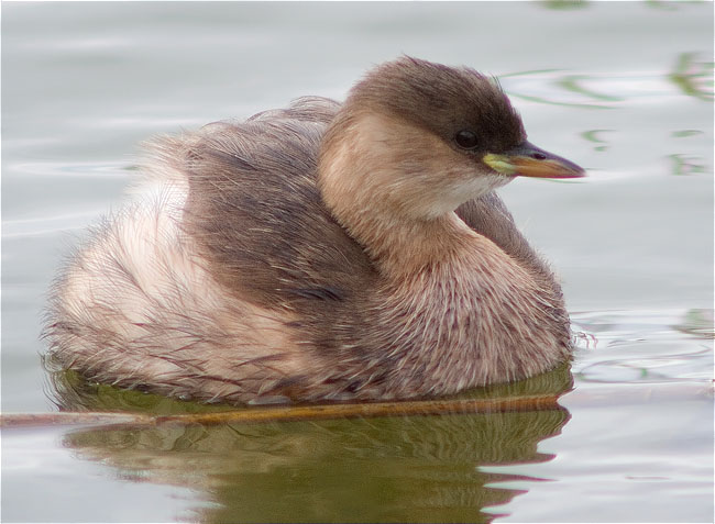 Cabusset (Tachybaptus ruficollis)