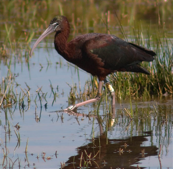 Capó reial (Plegadis falcinellus)