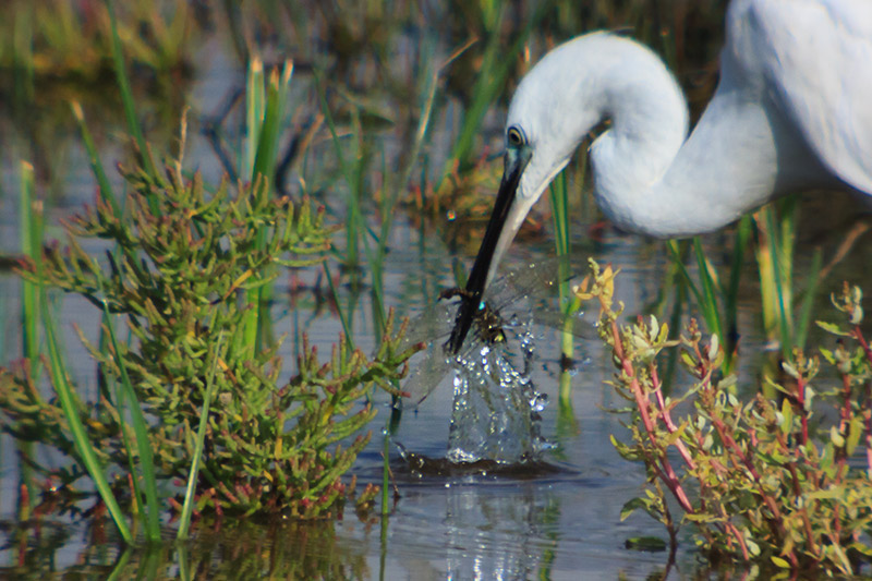 Martinet blanc (Egretta garzetta)