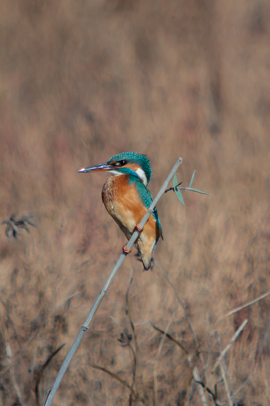 Blauet. Alcedo atthis. 3