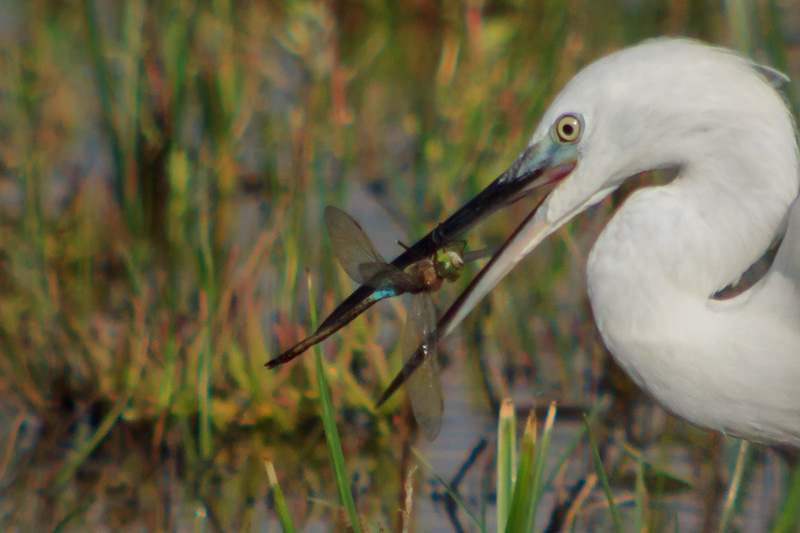 Martinet blanc (Egretta garzetta)