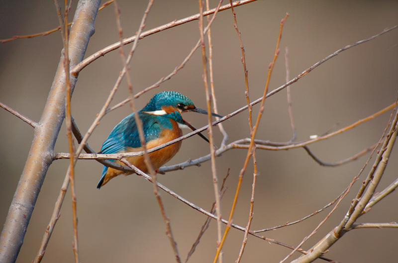 Blauet. Alcedo atthi